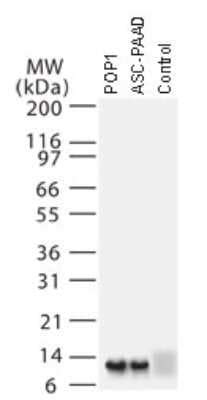 asc2 antibody|ASC2 Antibody (NB100.
